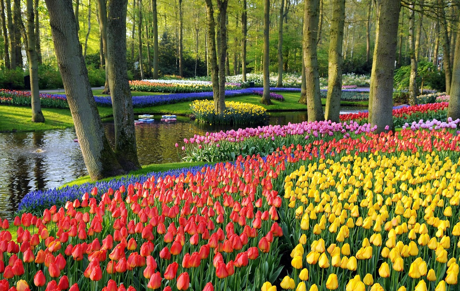 dharamshala to get india's second tulip garden - himalayan buzz